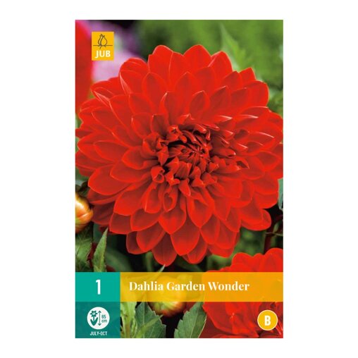 Dahlia knol Garden Wonder (zakje van 1 stuk)
